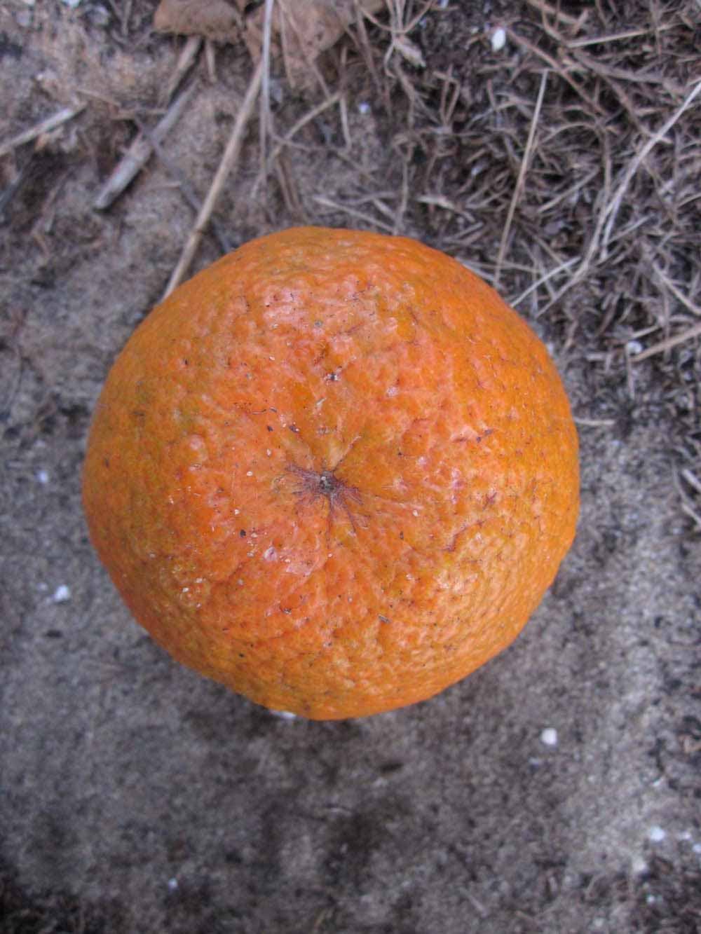              Fruit (Winter Haven, FL)       